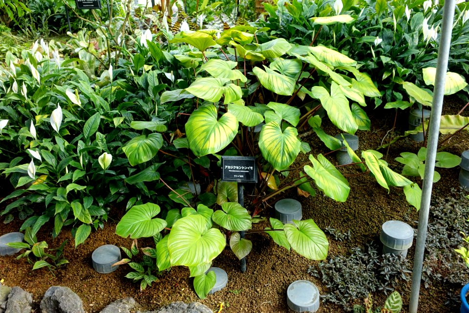Homalomena rubescens - Shinjuku Gyo-en Greenhouse - Tokyo, Japan - DSC05856