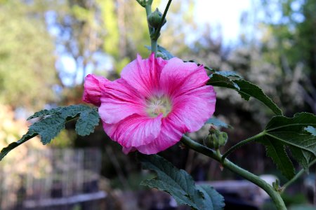 Hollyhock public domain IMG 2600