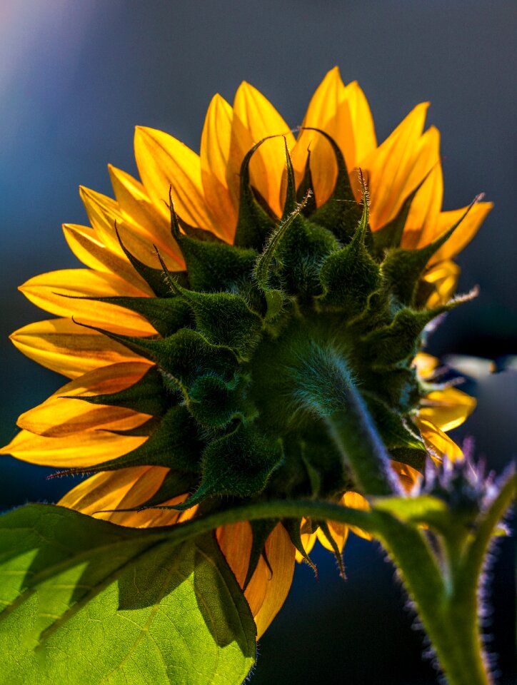 Flower nature yellow