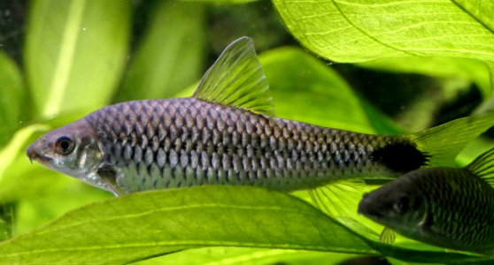 Holotylognathus reticulatus oder Crossocheilus reticulatus - Puzzlebarbe (5)