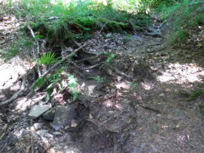Holzbach 248483424 unter Radweg Stromschnellen R0017910