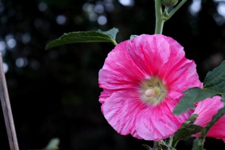 Hollyhock public domain IMG 8178