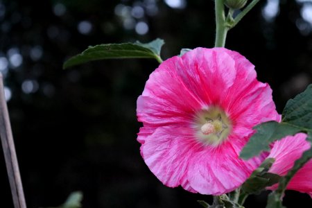 Hollyhock public domain IMG 8178 photo