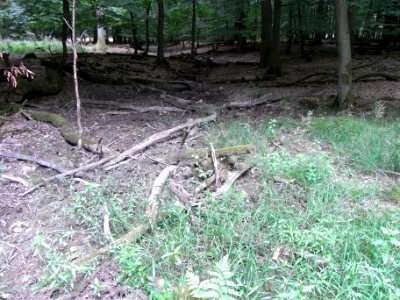 Holzbach 248483424 Nord unter Kahlschlag R0018033