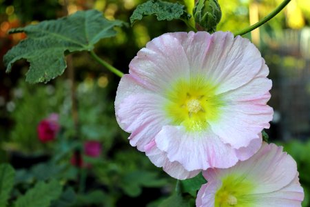 Hollyhock public domain IMG 0178 photo