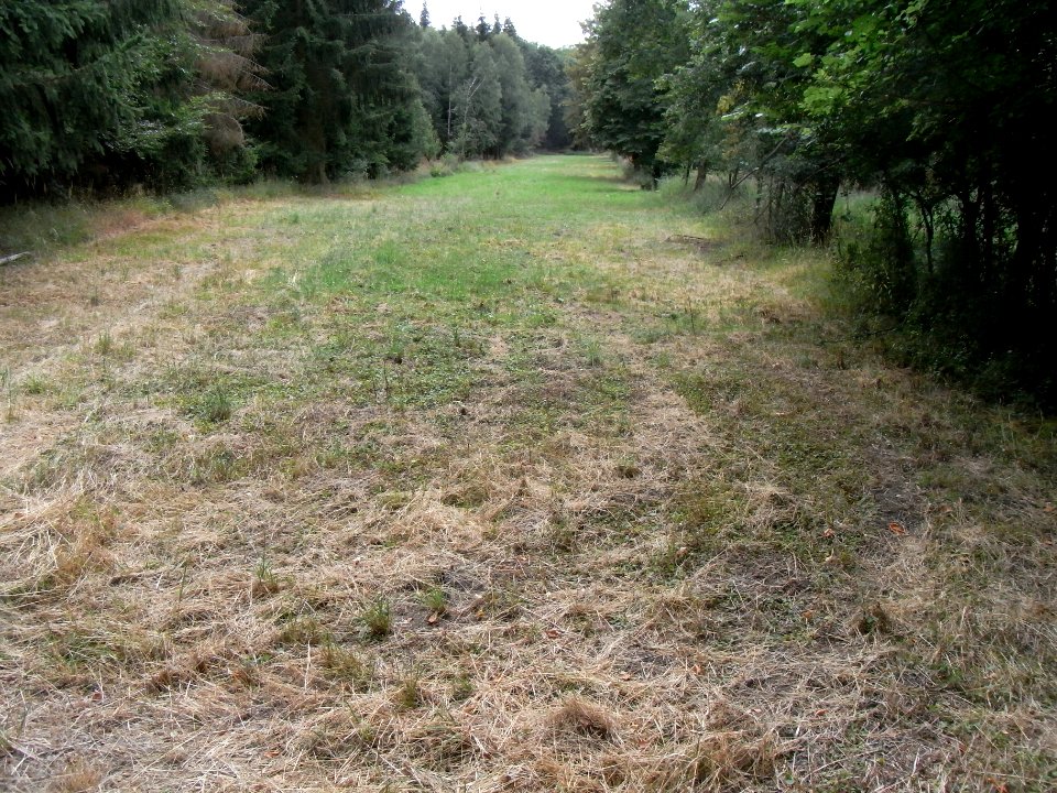 Holzbach 24848342 Wiese SE Teich NE Limes R0017946