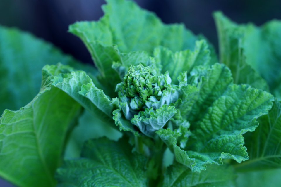 Hollyhock flower buds IMG 0534