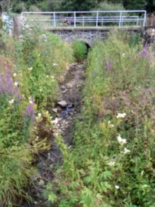Holzbach unter Brücke Hainerweg R0017480