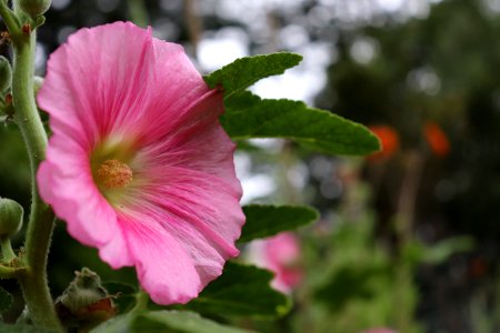 Hollyhock public domain IMG 5787
