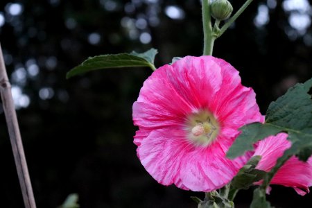 Hollyhock public domain IMG 8176