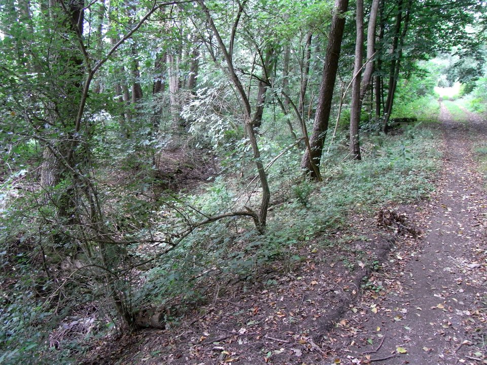 Holzbach 24848344 rechts zur Mündung R0017581