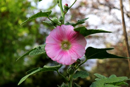 Hollyhock public domain IMG 6860