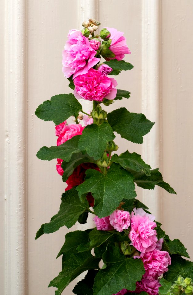 Hollyhock Alcea rosea Chater's Double Pink at Gamla Strandgatan 3, Gamlestan, Lysekil
