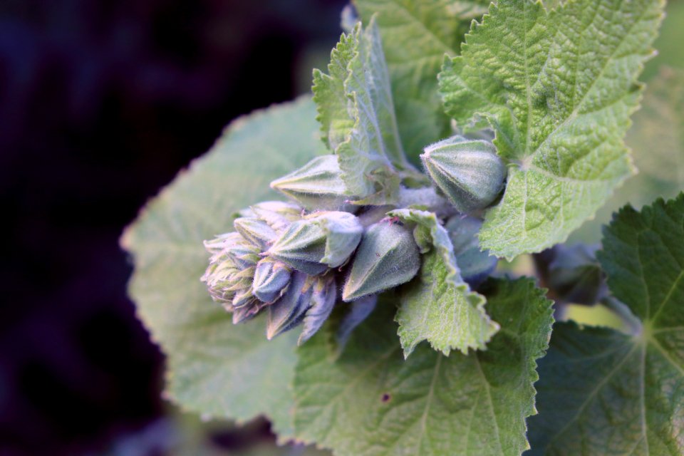 Hollyhock buds public domain IMG 1045