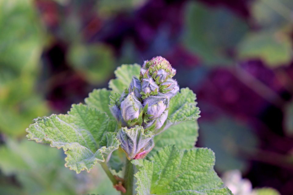 Hollyhock buds public domain IMG 0929