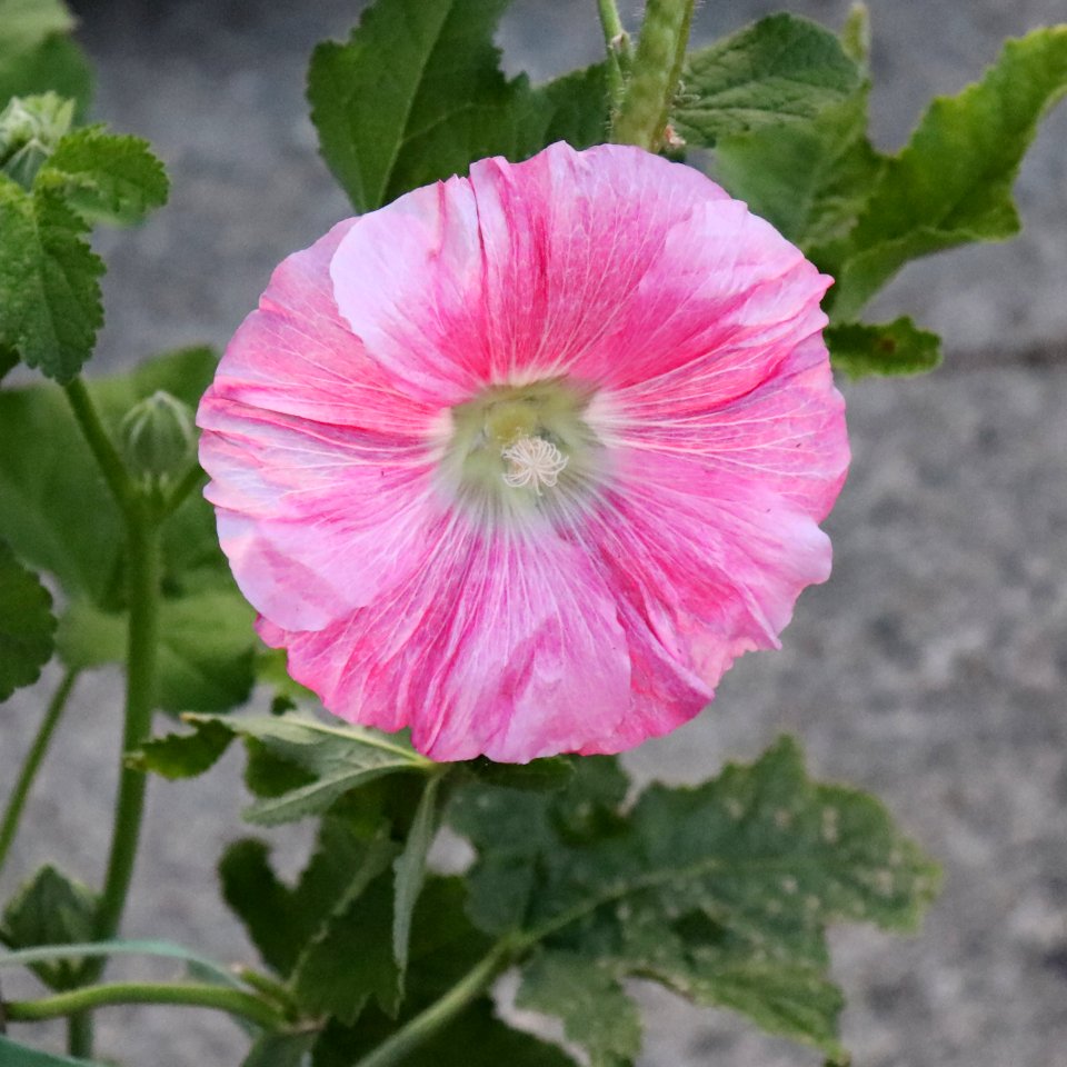 Hollyhock public domain IMG 8029 copy