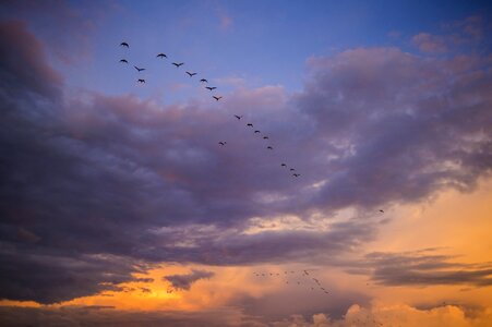 Sunset migration sky