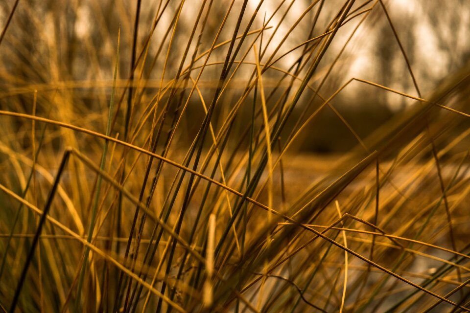 Close up blades of grass nature