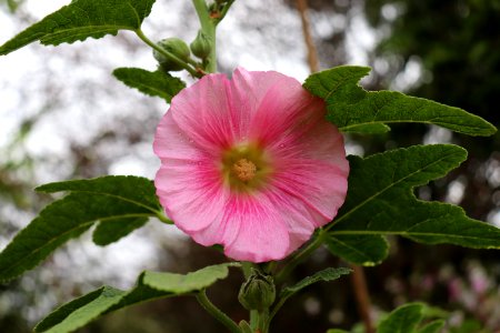 Hollyhock public domain IMG 4478