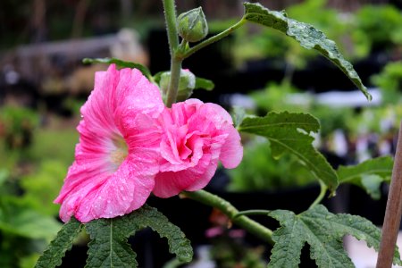 Hollyhock public domain IMG 4464