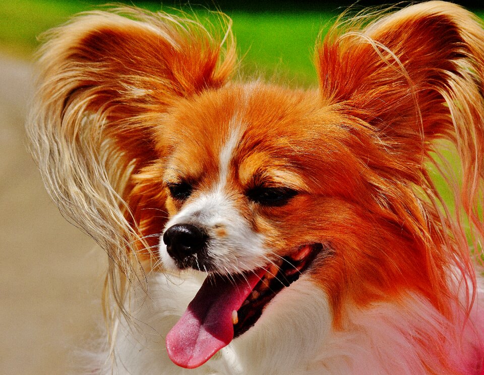 Small dog pets hairy