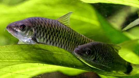 Holotylognathus reticulatus oder Crossocheilus reticulatus - Puzzlebarbe (4)