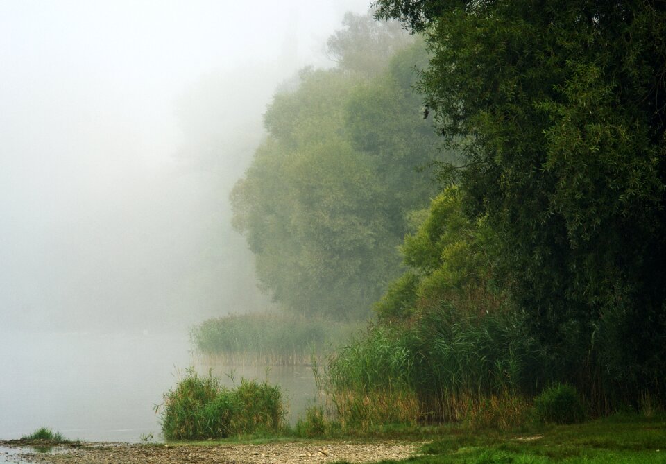 Trees landscape lake