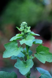 Hollyhock flower buds IMG 9721
