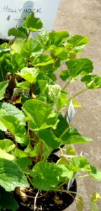 Holly Hock (or Hollyhock?) plants growing in NJ in April
