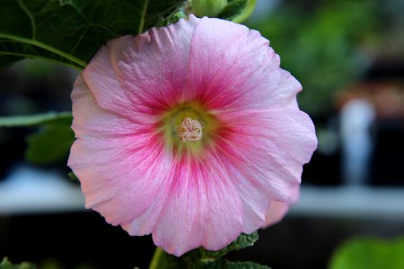Hollyhock public domain IMG 1479