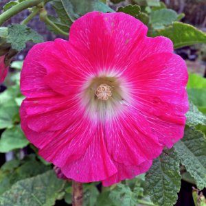 Hollyhock public domain 4111