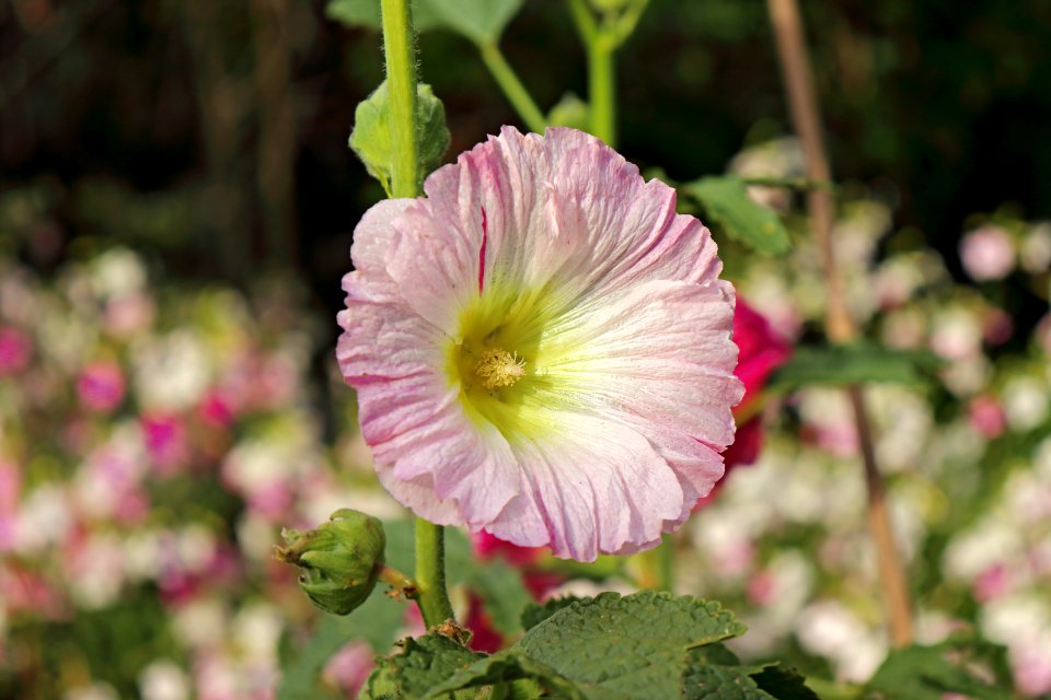 Hollyhock Alcea rosea public domain IMG 8778
