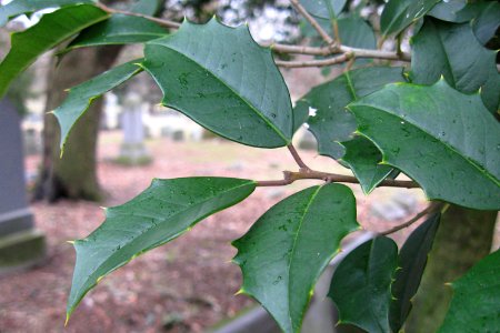 Holly Leaves, Mount Lebanon Cemetery, 2020-01-28