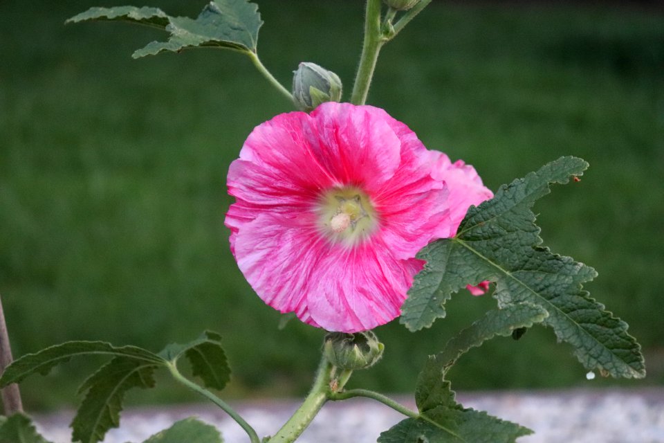 Hollyhock public domain IMG 8033