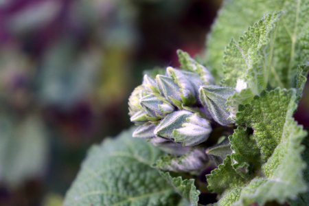 Hollyhock buds public domain IMG 1050