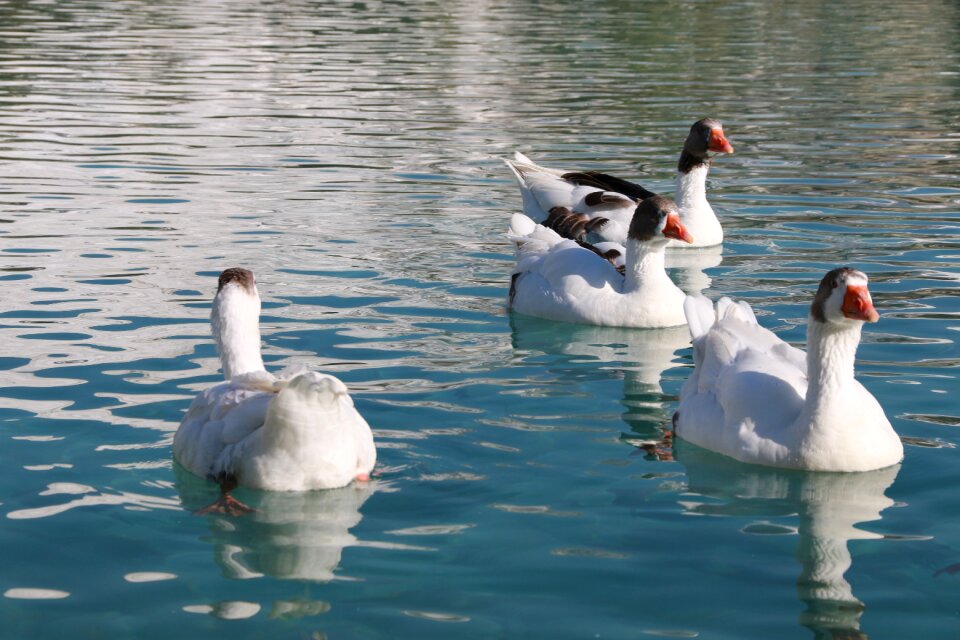Animal peace nature