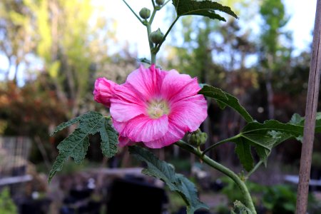 Hollyhock public domain IMG 2627