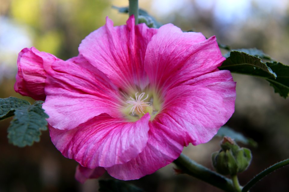 Hollyhock public domain IMG 2596- photo