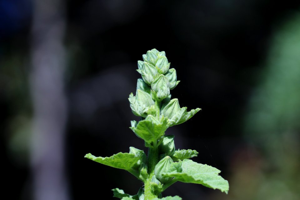 Hollyhock public domain IMG 2258