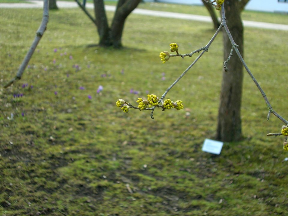 Hofgarten Eichstätt -Blüte Kornelkirsche