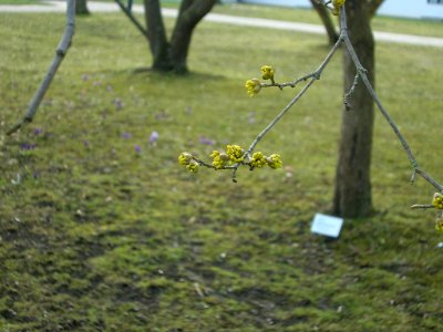 Hofgarten Eichstätt -Blüte Kornelkirsche