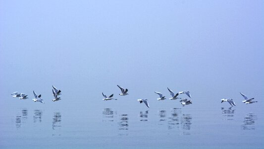 Flying water bird photo