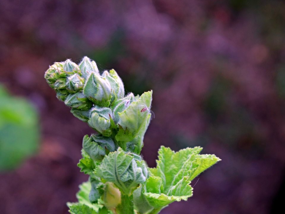 Hollyhock buds public domain IMG 0973