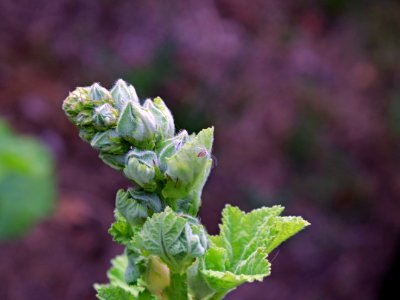 Hollyhock buds public domain IMG 0973