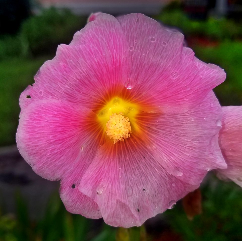 Hollyhock - Arlington, MA