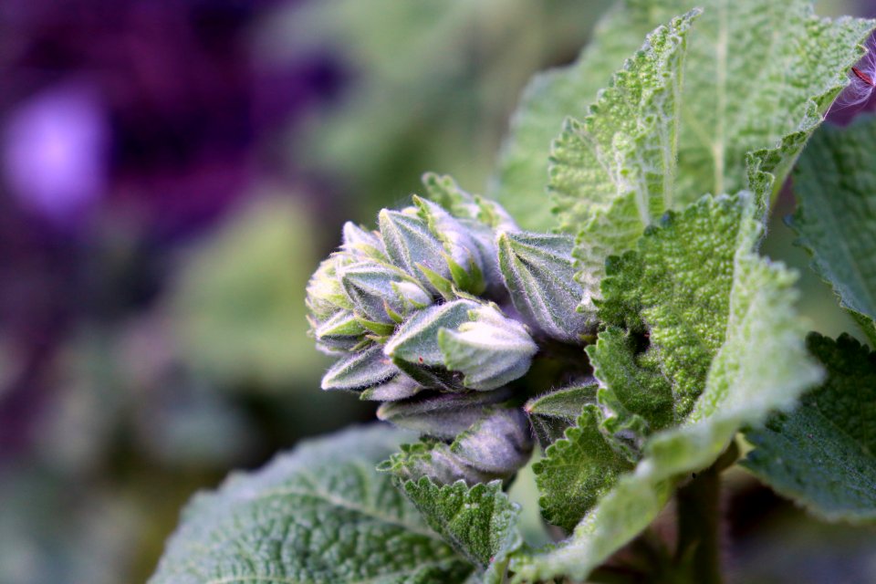 Hollyhock buds public domain IMG 1051