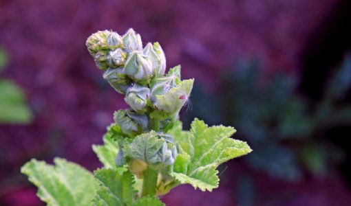 Hollyhock buds public domain IMG 0975 photo