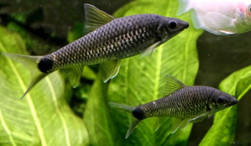 Holotylognathus reticulatus oder Crossocheilus reticulatus - Puzzlebarbe (3)