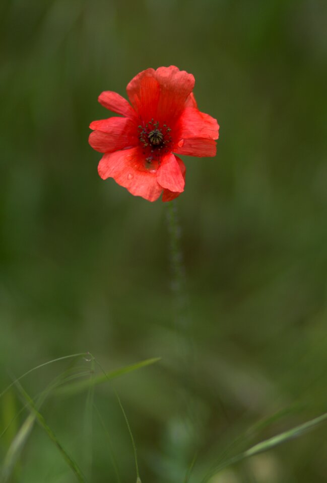 Flower wild camp