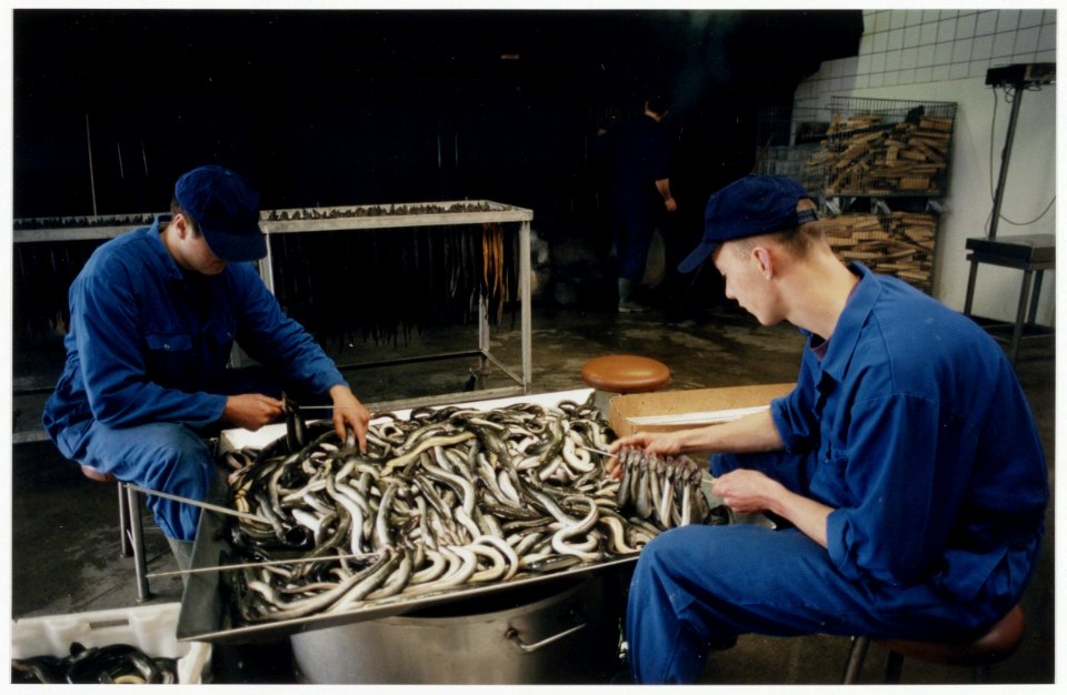 Holland Paling (voorheen Palingrokerij Balm) verwerkt dagelijks 800 kg. paling. De rokerij aan de Taanplaats zal moeten verdwijnen. NL-HlmNHA 54036366